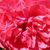 Różowy  - Róża pnąca climber - Rosarium Uetersen®